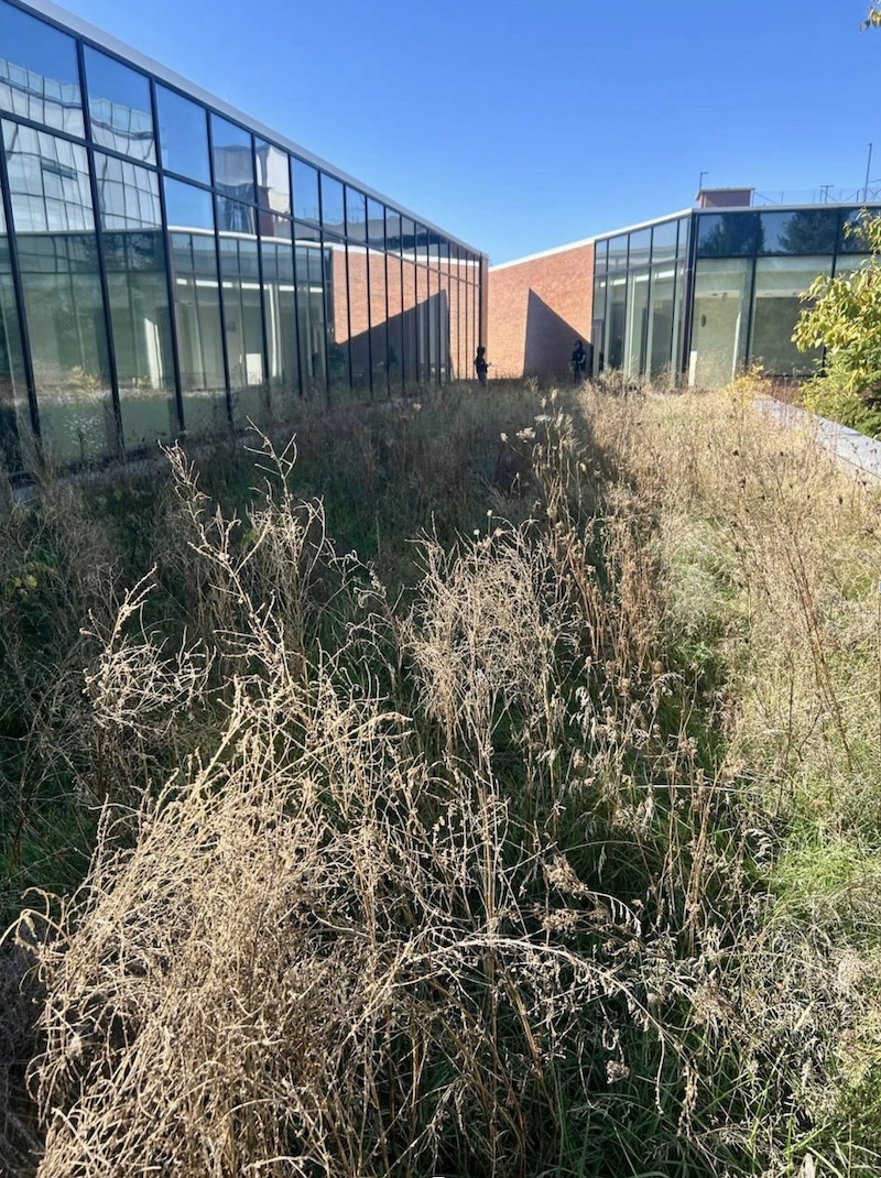 Green Roof Maintenance by VS Landscape Group in Ottawa