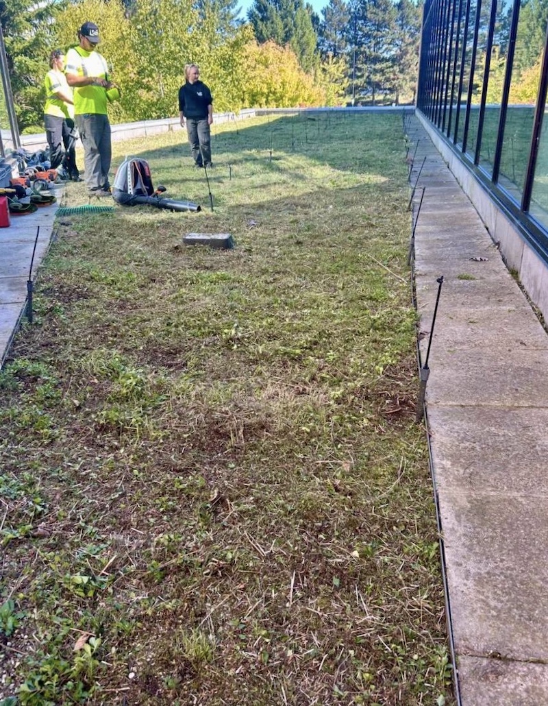 Green Roof Maintenance by VS Landscape Group in Ottawa
